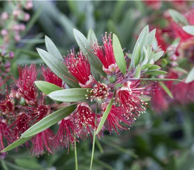 Callistemon citrinus splendens Stamm