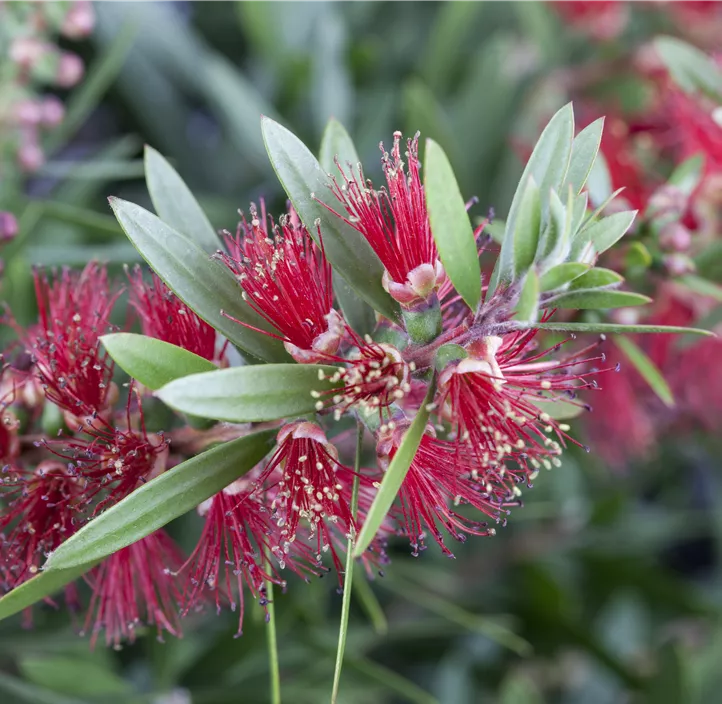 Zylinderputzer 'Splendens'