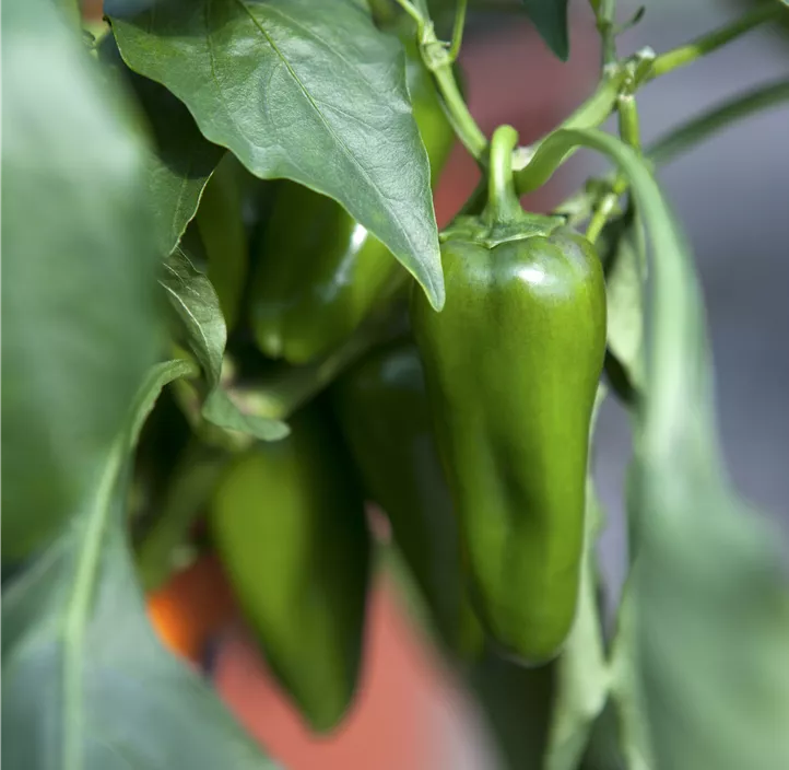 Grillpaprika Friggitello