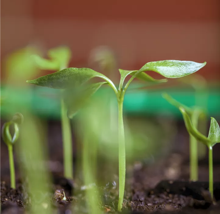 Grillpaprika Friggitello