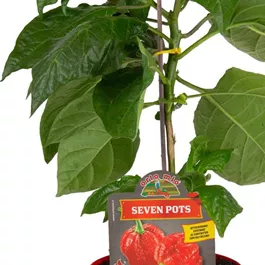Capsicum annuum 7 Pots