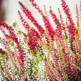 Calluna Candy Fluffy