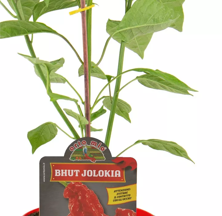Chili 'Bhut Jolokia'