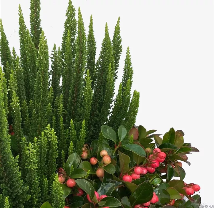 Knospenheide und Scheinbeere Mix