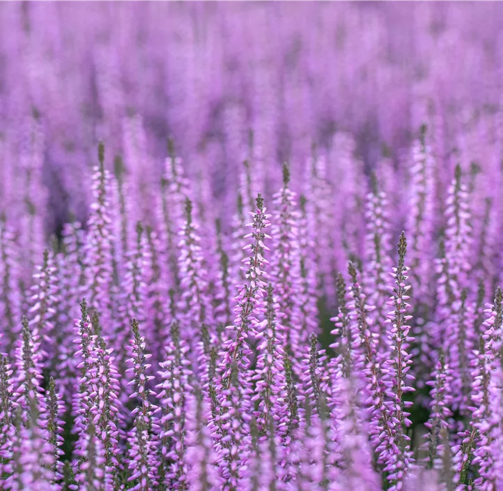 Besenheide Lavendel Cream