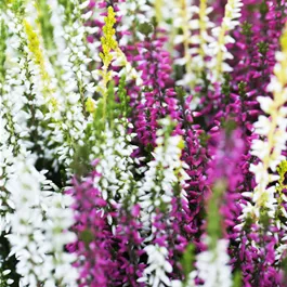 Calluna Vanilla Plum