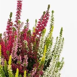 Calluna vugaris Beauty Ladies High Five