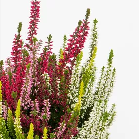 Calluna vugaris Beauty Ladies High Five