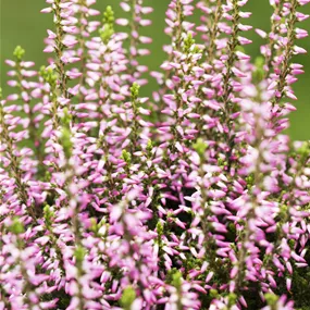 Calluna vulgaris Beauty Ladies Beauty Belle