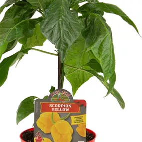 Capsicum annuum gelber Scorpion