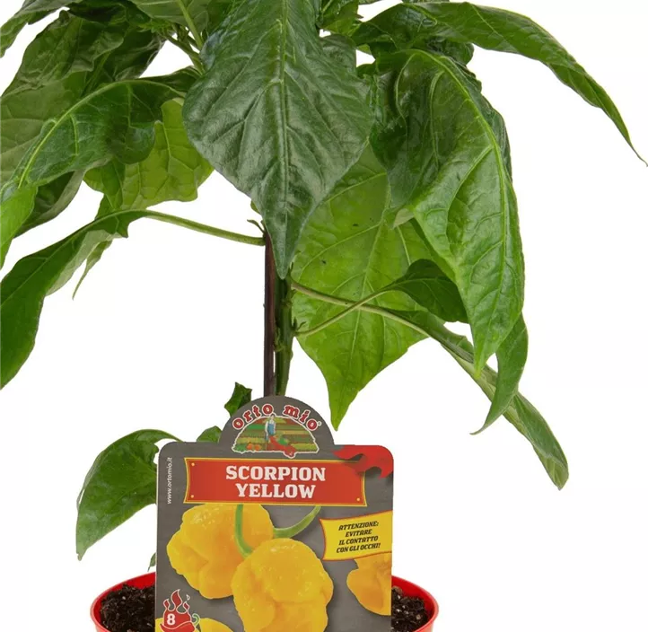 Chili 'gelber Scorpion'