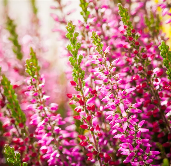 Knospenblüherheide Beauty Ladies® 'First Ladies'