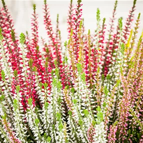 Calluna vulgaris Beauty Ladies High Five Schale