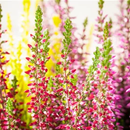 Calluna vulgaris Beauty Ladies High Five Schale