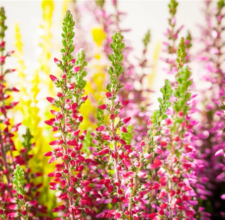 Knospenblüherheide Beauty Ladies® 