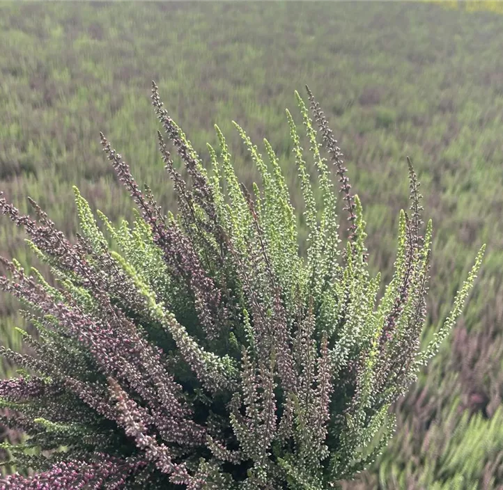 Knospenheide Beauty Ladies® 'Mint Berry'