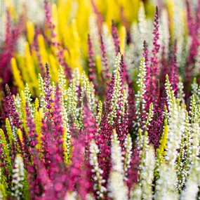 Calluna vulgaris Beauty Ladies Mosaica