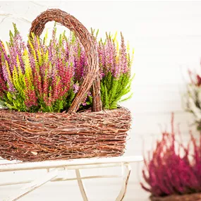 Calluna vulgaris Beauty Ladies Mosaica