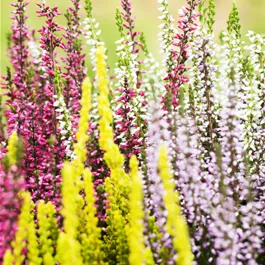 Calluna vulgaris Beauty Ladies Mosaica Kasten