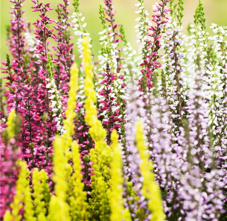 Knospenheide Beauty Ladies Mosaica Kasten