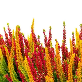 Calluna vulgaris Beauty Ladies Symphony