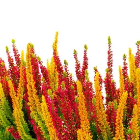 Calluna vulgaris Beauty Ladies Symphony
