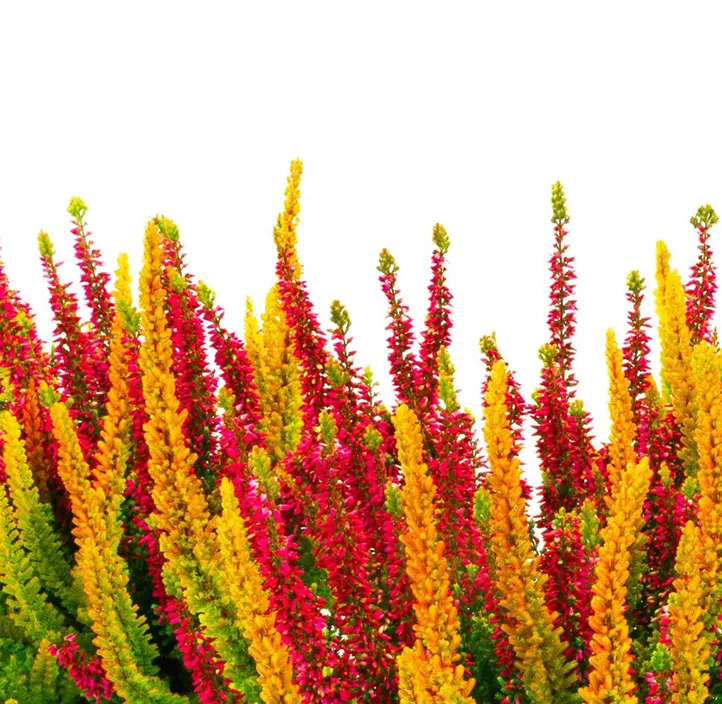 Knospenheide Beauty Ladies® 'Symphony'