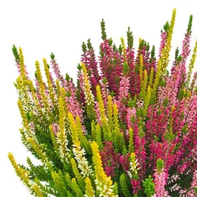 Calluna vulgaris Beauty Ladies Trio Plus Schale