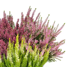 Calluna vulgaris Beauty Ladies Trio Schale