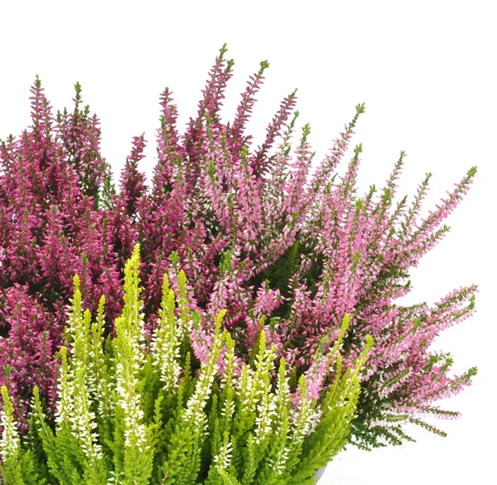 Knospenblüherheide Beauty Ladies® Trio Schale