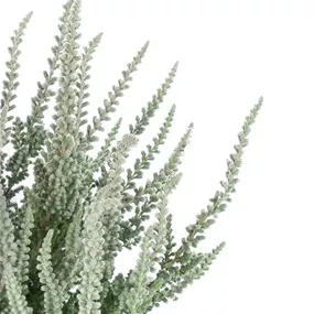 Calluna vulgaris Garden Girls Fluffy