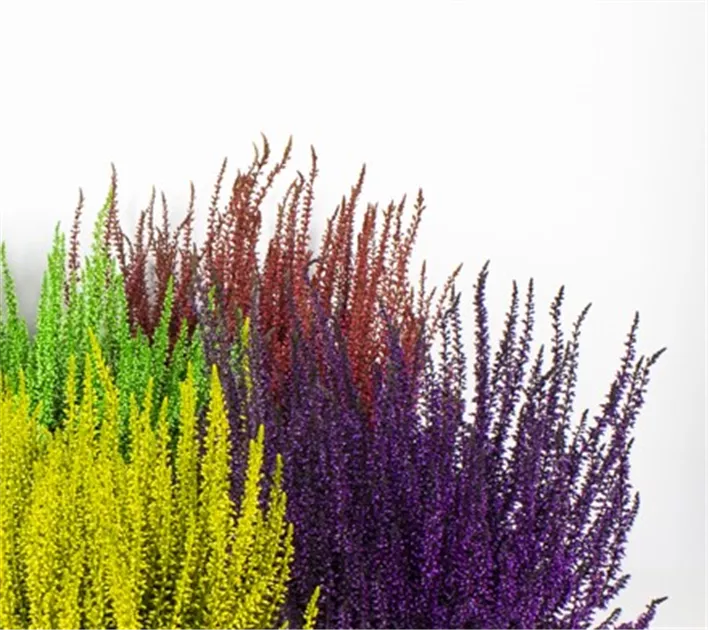Calluna vulgaris Garden Girls gefrbt, Winterharte Knospenheide  Gardengirls - Bellaflora