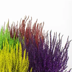 Calluna vulgaris Garden Girls gefärbt