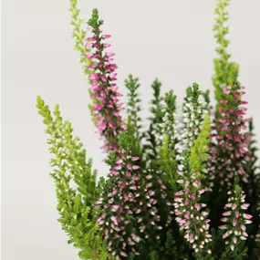 Calluna vulgaris Garden Girls Mini