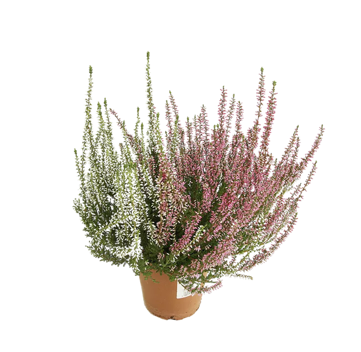 Winterharte Knospenheide Gardengirls® 'Twin'