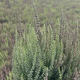 Calluna vulgaris Garden Girls Twin