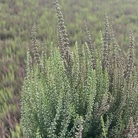 Calluna vulgaris Garden Girls Twin