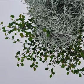 Calocephalus+Mühlenbeckia