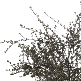 Ceanothus Blue Sapphire ®