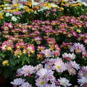Chrysanthemum indicum 