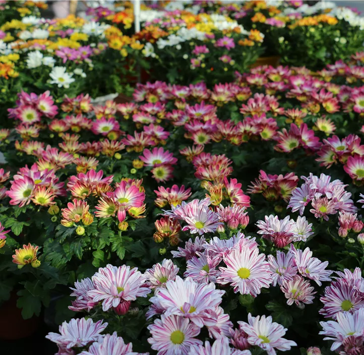 Herbst-Chrysantheme 4er Pack