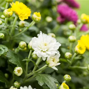 Chrysanthemum indicum