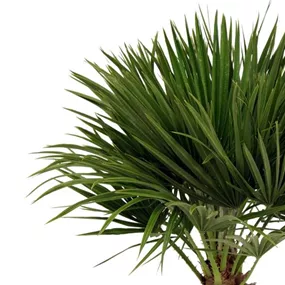 Chamaerops humilis eoliana