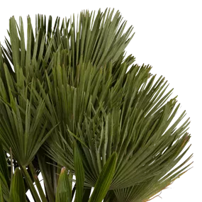 Chamaerops humilis Etnastar