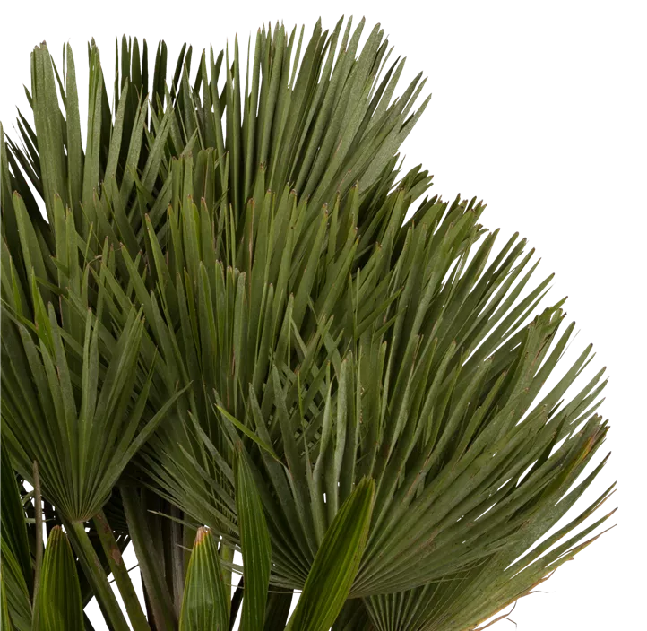 Zwergpalme 'Etnastar'