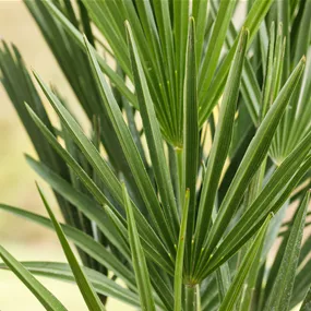 Chamaerops humilis mittel