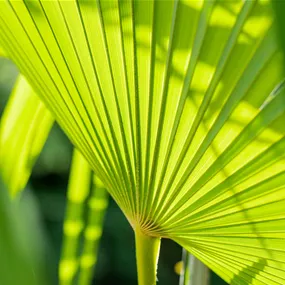 Chamaerops humilis Stamm
