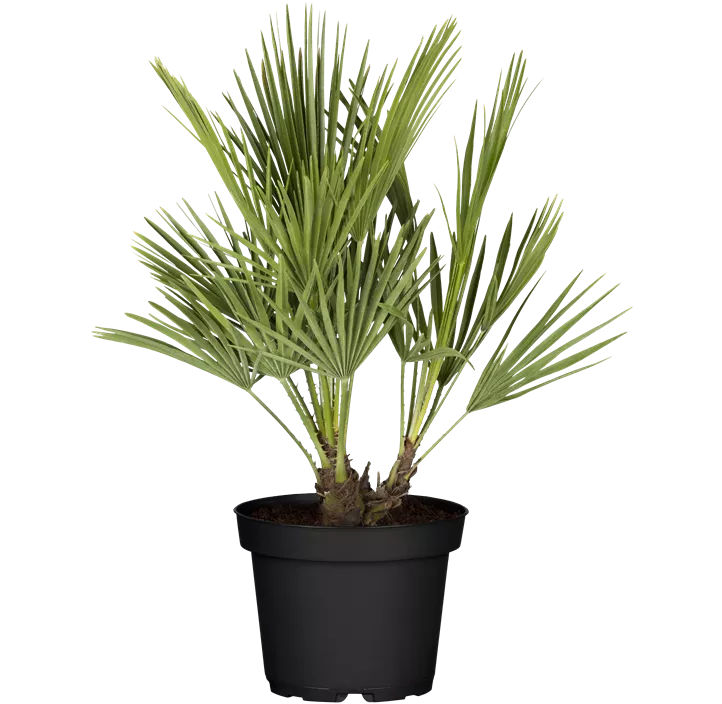 Zwergpalme 'Vulcano'