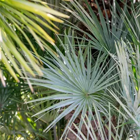 Chamaerops humilis Vulcano