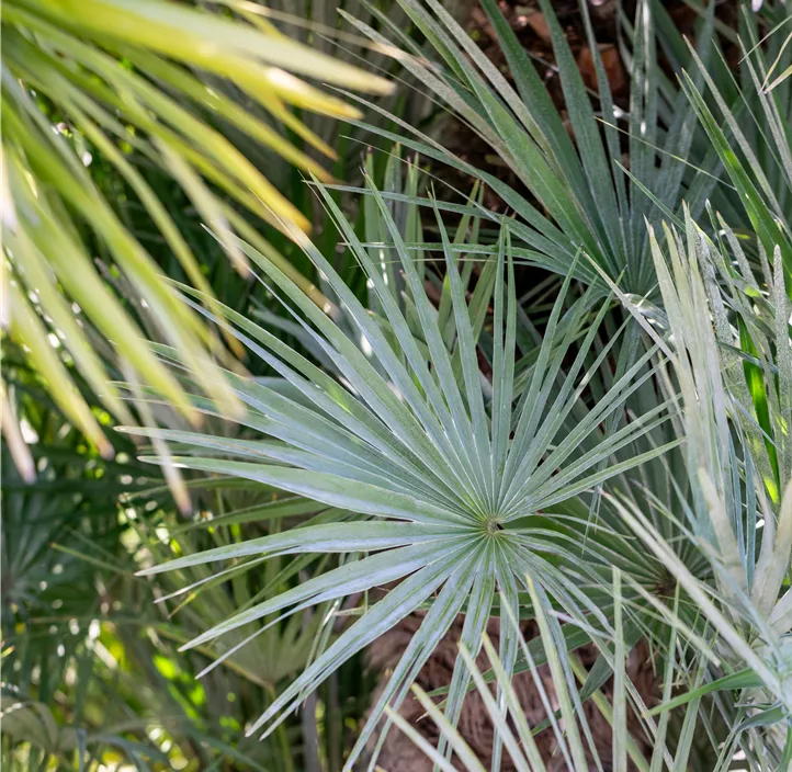 Zwergpalme 'Vulcano'